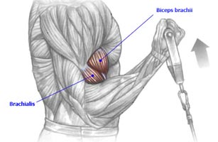 Bíceps polia baixa - Rosca polia